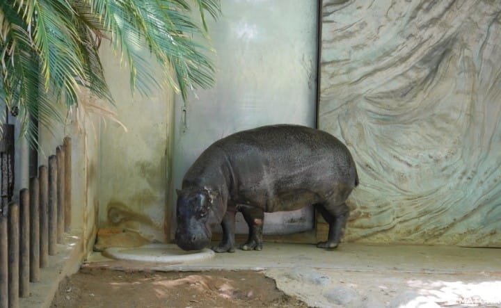 上野動物園侏儒河馬