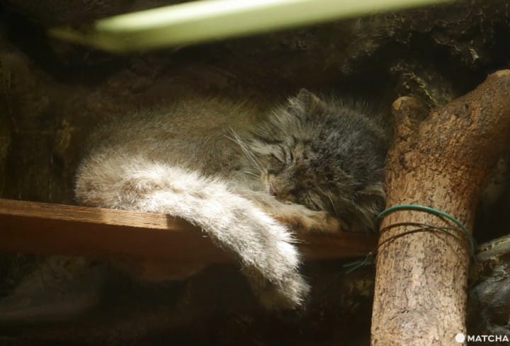 上野動物園兔猻