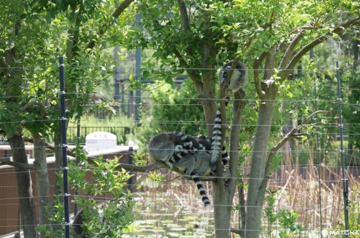 上野動物園環尾狐猴