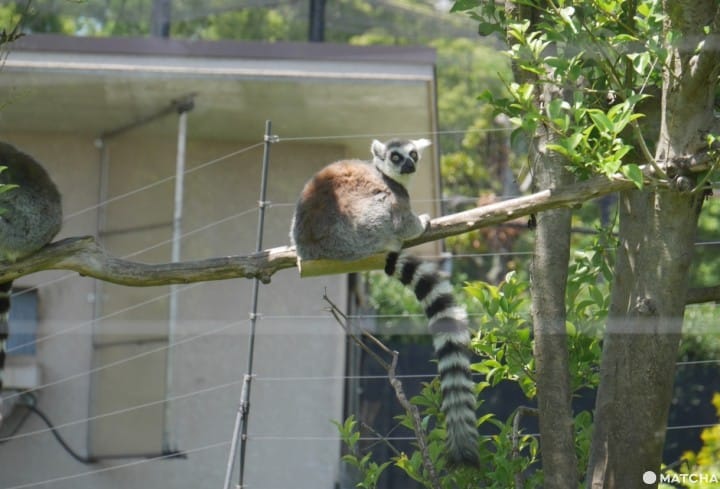 上野動物園環尾狐猴
