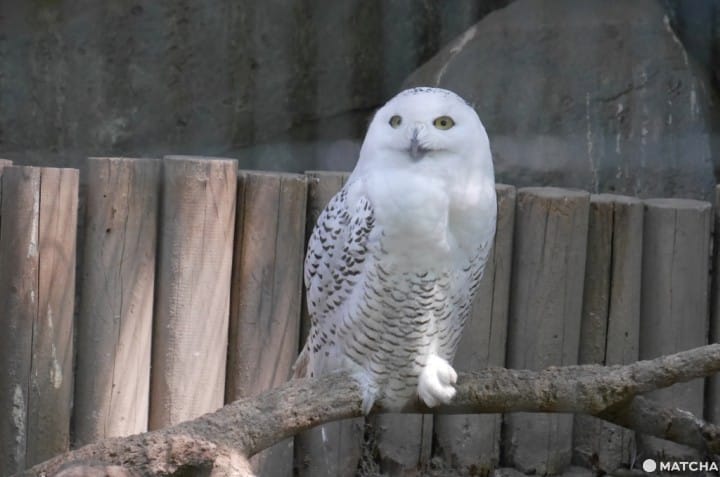 上野動物園雪鴞