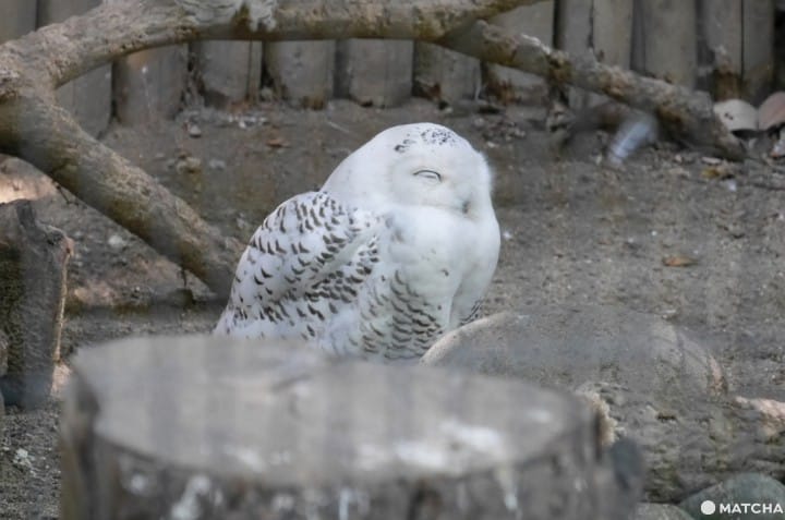 上野動物園雪鴞