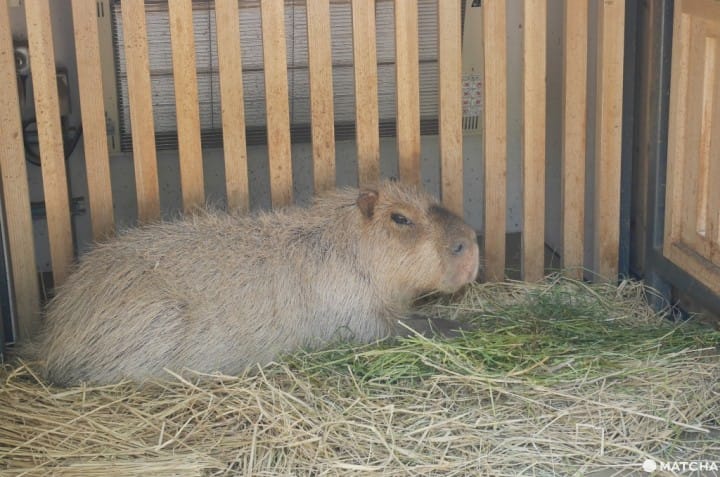上野動物園水豚