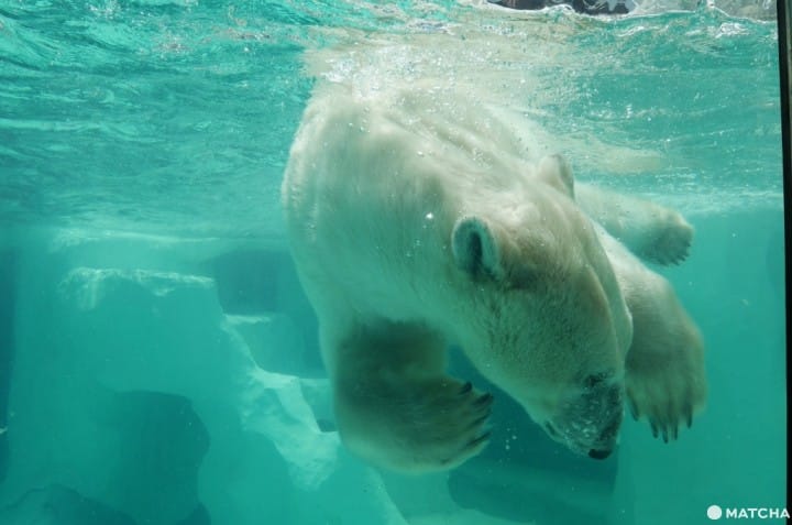 上野動物園北極熊