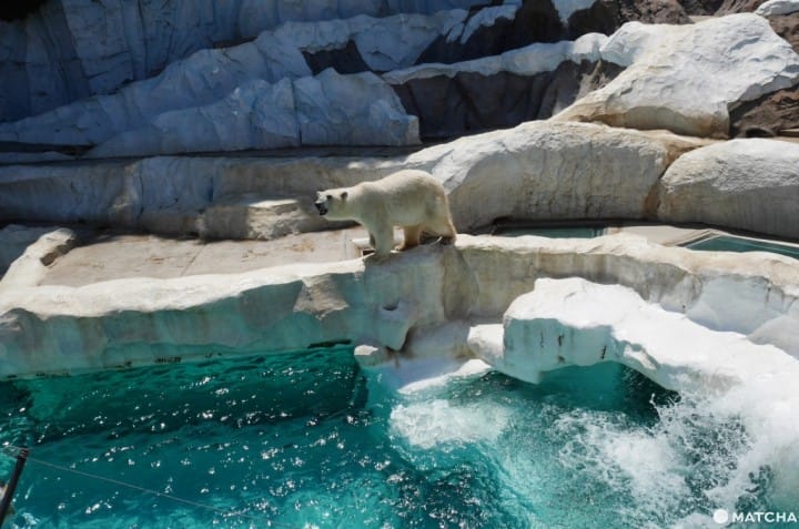 上野動物園北極熊