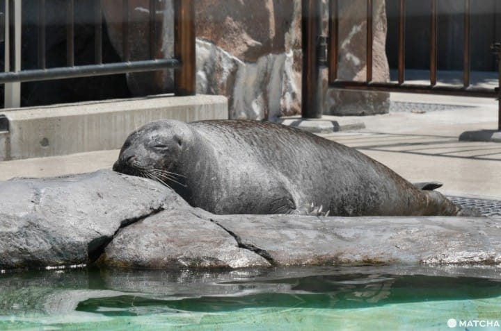 上野動物園海豹