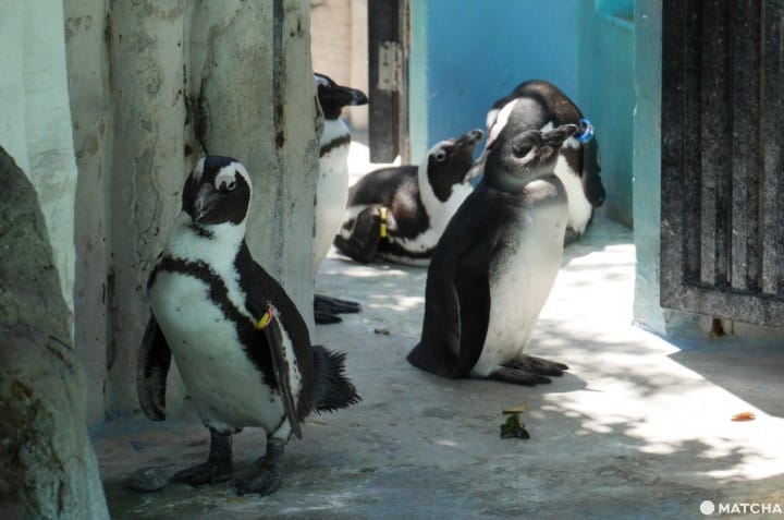 上野動物園黑腳企鵝