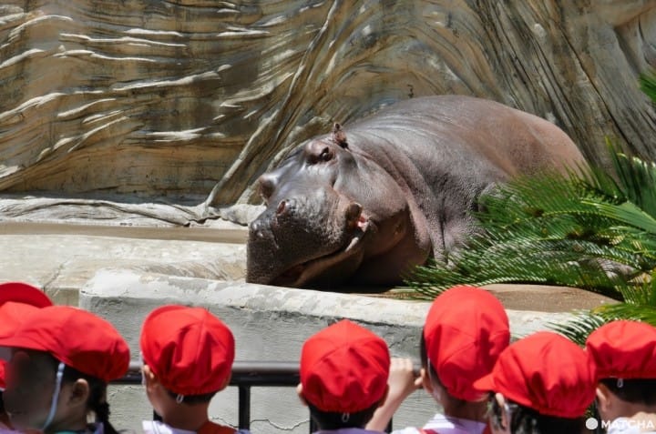 上野動物園河馬