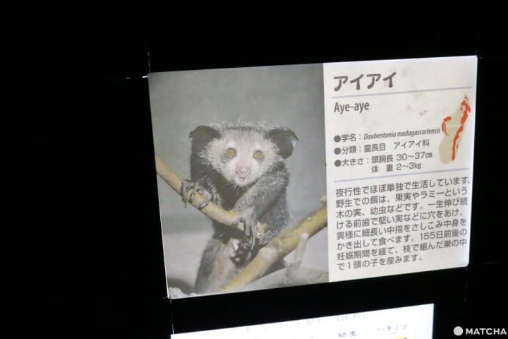 上野動物園指猴
