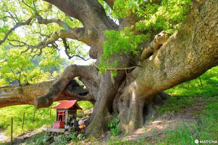 【香川】神秘の離島へ！大楠とウミホタル、アートを巡る志々島・粟島の1日旅