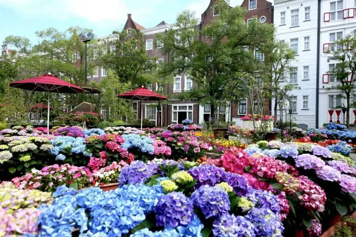 長崎豪斯登堡 繡球花花園