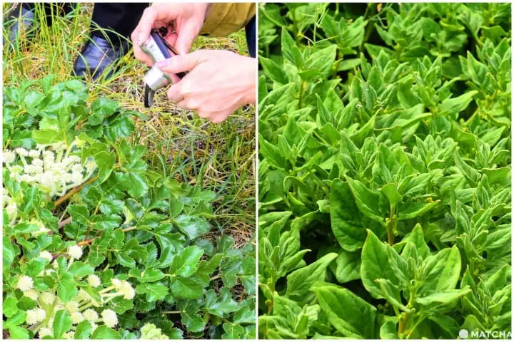 Kagawa Diary - The Guardians of Chichibugahama, the Most Beautiful Sunset Spot in Japan