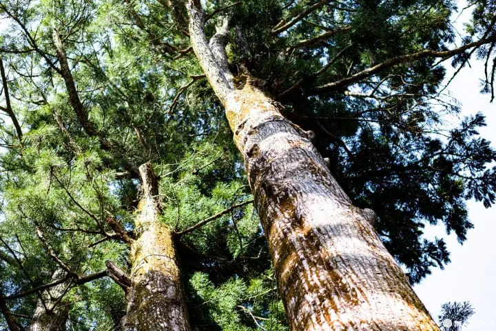 日光東照宮 - 豪華絢爛 東京を照らす守護神社 -