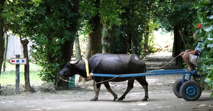 沖縄でしたいこと・行くべき場所15選・おみやげ・アクセスなど