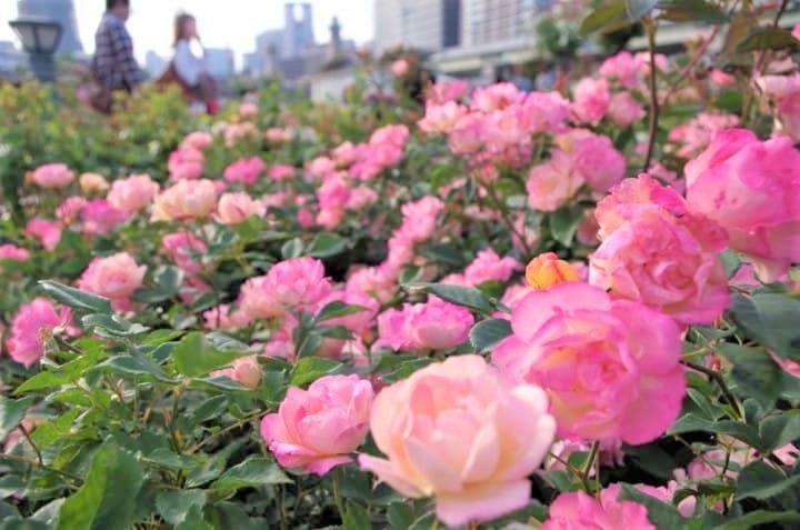 Nakanoshima Rose Garden