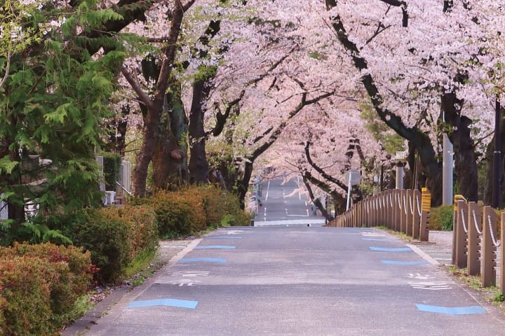 青山