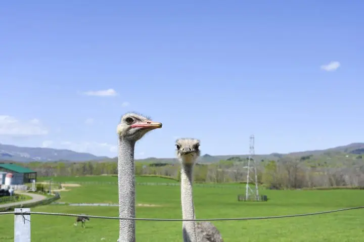 ニセコ観光ガイド〜人気のスキーリゾートから観光地・アクセスまで〜