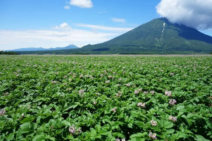 ニセコ観光ガイド〜人気のスキーリゾートから観光地・アクセスまで〜