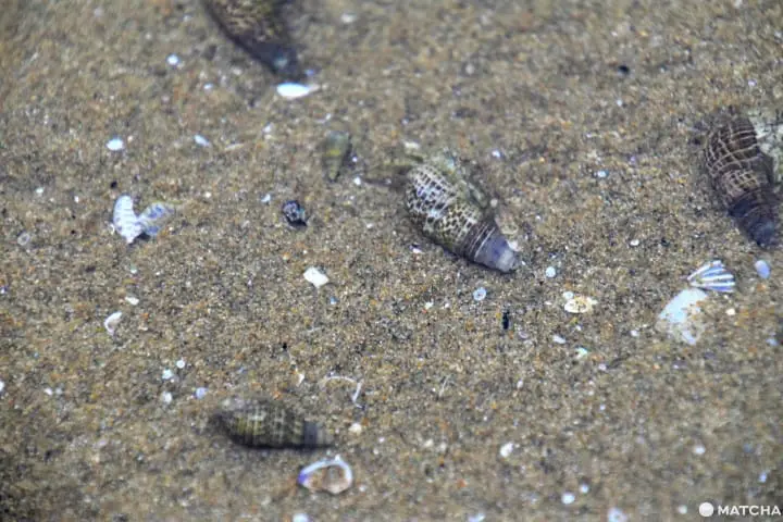 Kagawa Diary - The Guardians of Chichibugahama, the Most Beautiful Sunset Spot in Japan