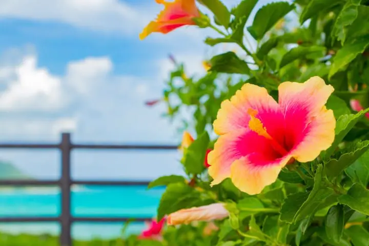 沖縄でしたいこと・行くべき場所15選・おみやげ・アクセスなど