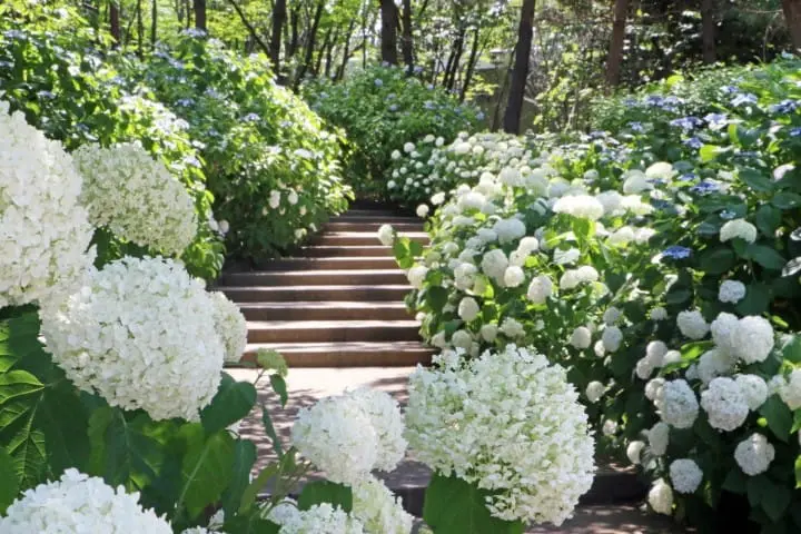 繡球花橫濱八景島