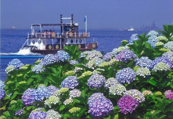 繡球花橫濱