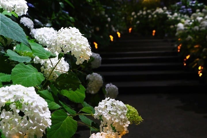 繡球花橫濱八景島夜晚