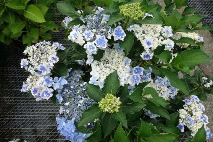 藍色八景島繡球花