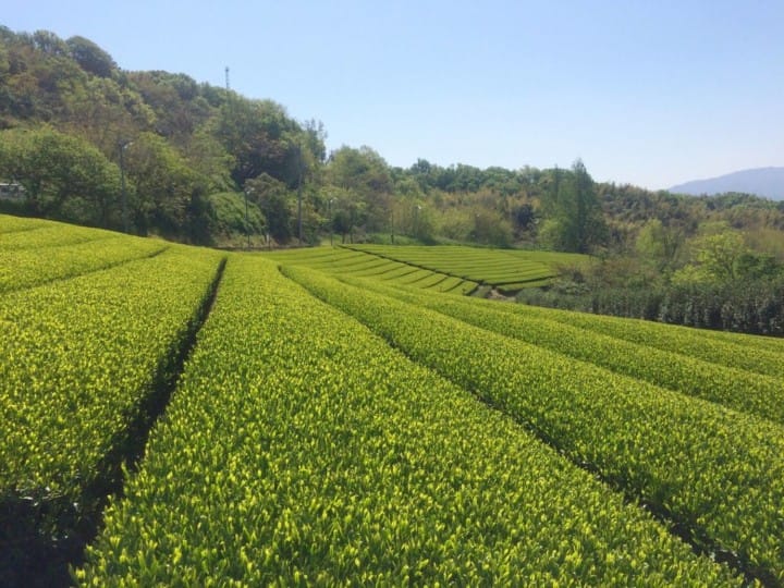 La toile, Kagawa