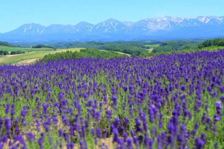 Furano-Biei