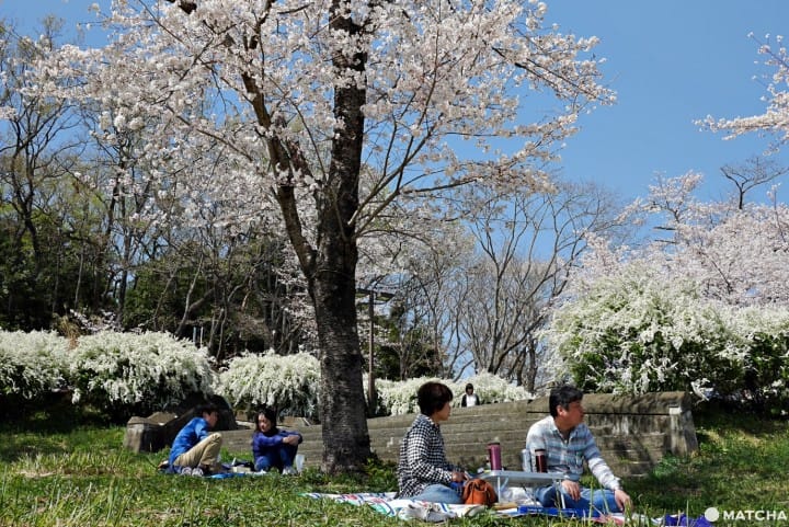 森林公園桜