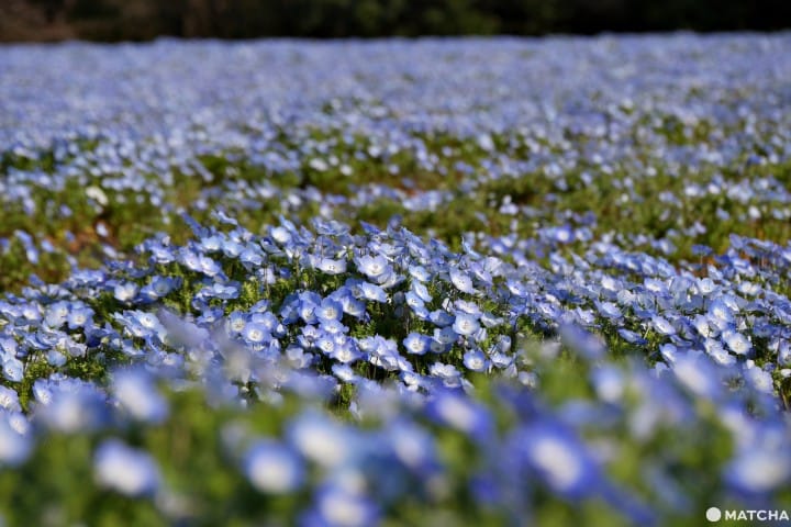 森林公園ネモフィラ