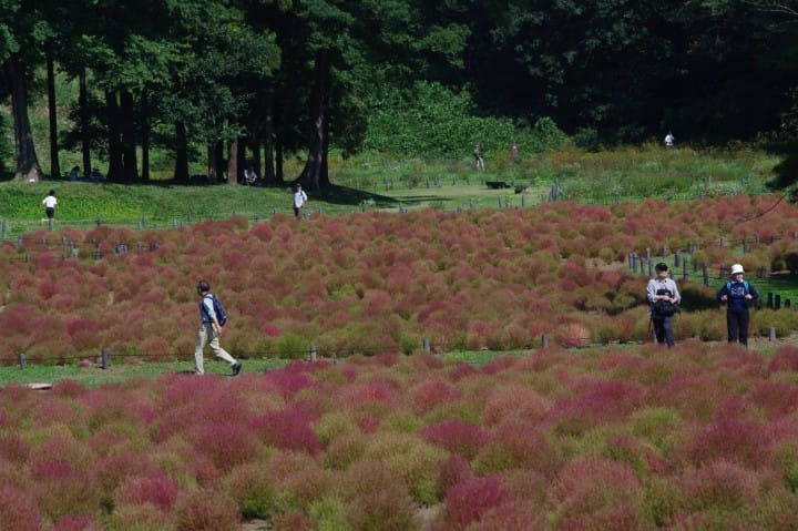 森林公園コキア