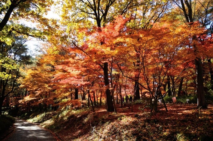 森林公園紅葉