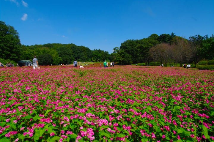 森林公園赤そば