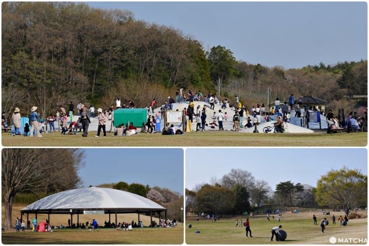 森林公園遊び場