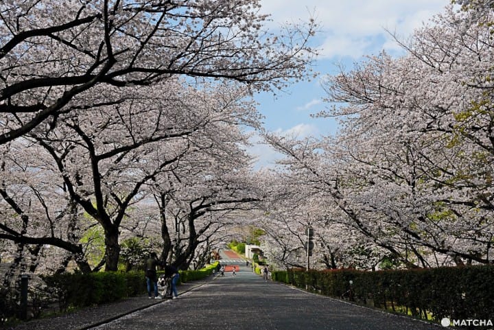 理研桜