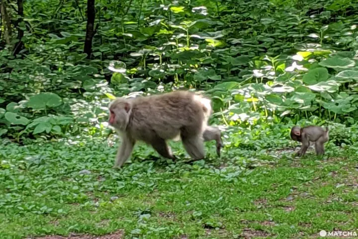 คามิโคจิ (Kamikochi) นั่งบัสจากโตเกียวไปสวรรค์บนดินที่นากาโนะ (Nagano)