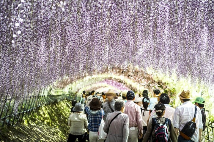河内藤園