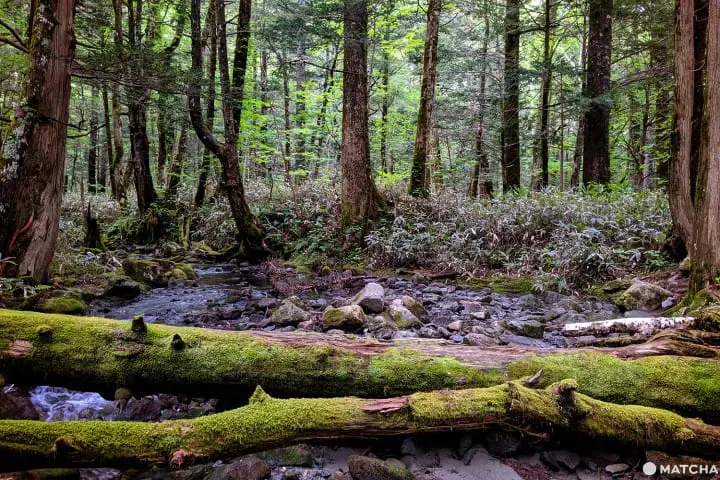 คามิโคจิ (Kamikochi) นั่งบัสจากโตเกียวไปสวรรค์บนดินที่นากาโนะ (Nagano)