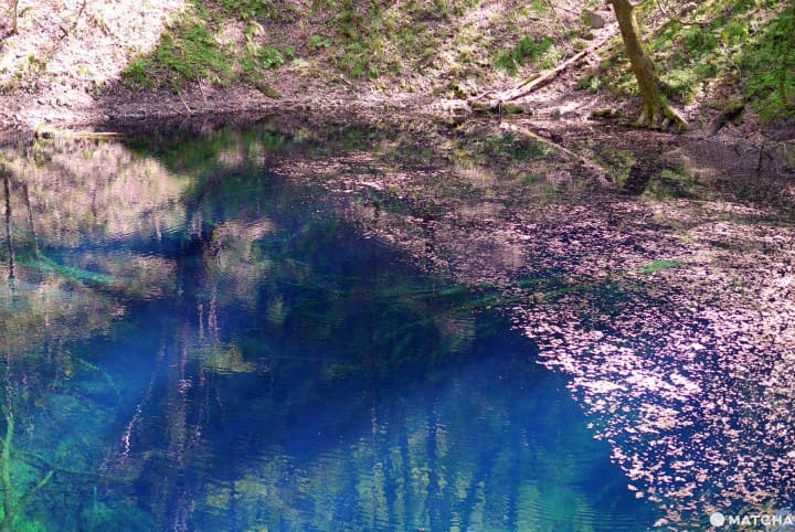 Aomori Travel Guide – 20 Sightseeing Spots With Food, Nature, Art, And More