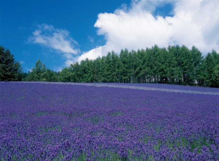 Lavender fields of Furano-Biei, Hokkaido