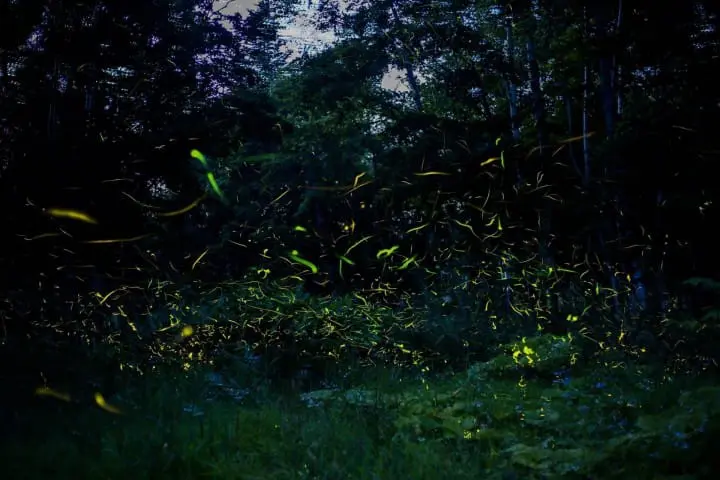 firefly watching in Japan
