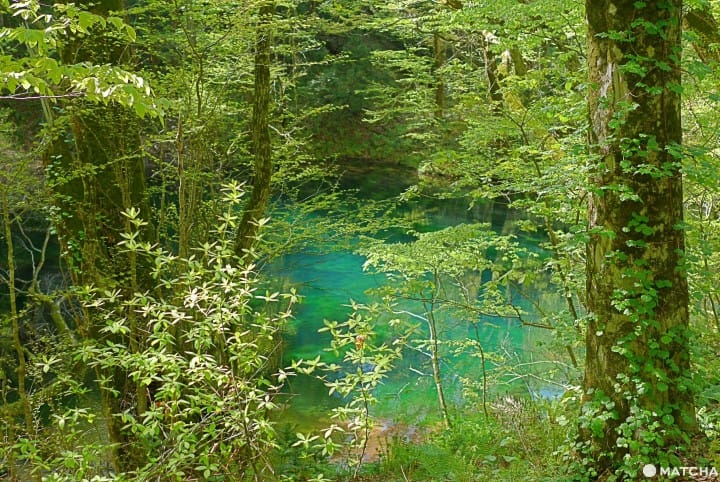 beech forest
