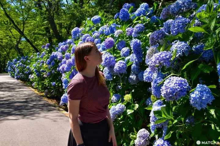 Kagawa Diary- An American Girl Living, Loving Rural Japan