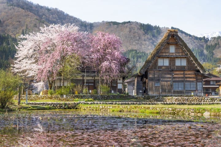 白川乡合掌村春天樱花