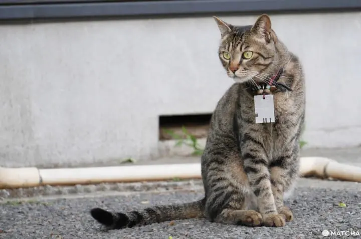 喜樂湯 店貓榻榻米