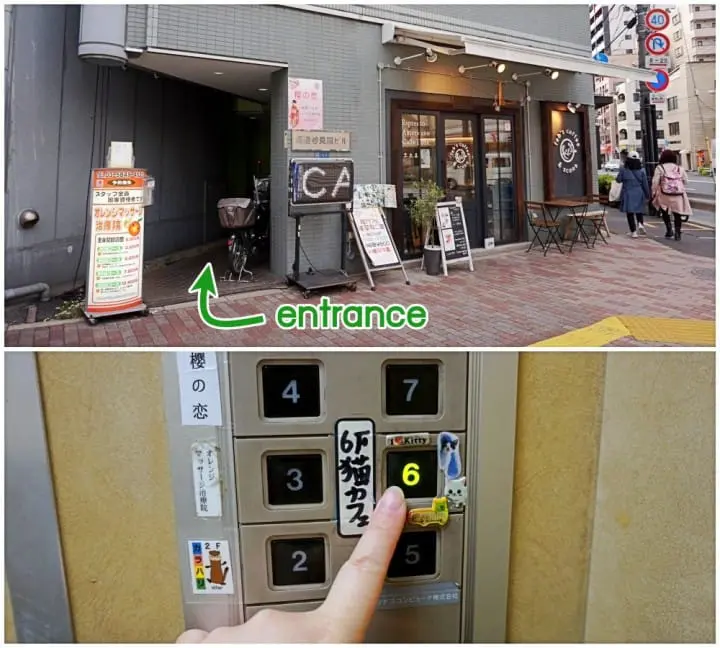 可愛い猫たちにメロメロ！保護猫カフェ「浅草ねこ園」