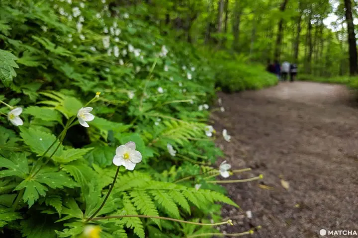 คามิโคจิ การเดินทาง Kamikochi