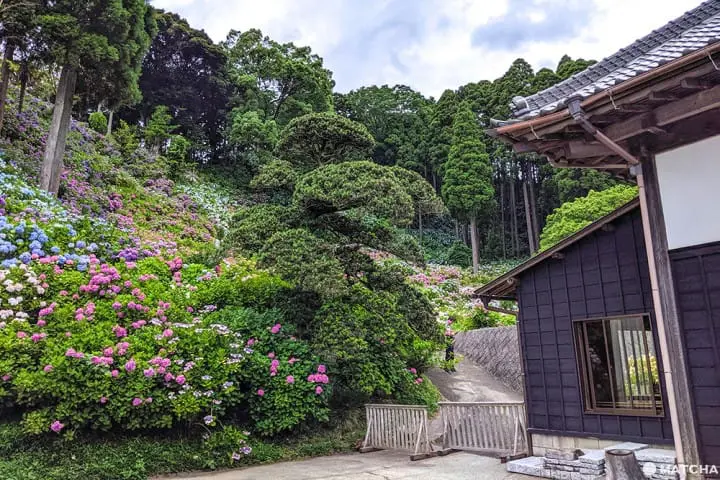 ฮัตโตริ อาจิไซ ชิบะ hattori ajisai chiba